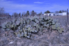 Opuntia cacanapa