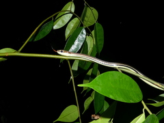 Dendrelaphis caudolineatus