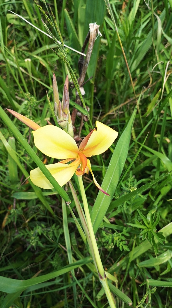 Phấn mĩ nhân tiêu – Canna glauca