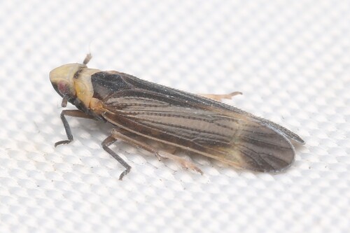 Eoeurysa flavocapitata observed 2026-02-05