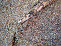 Anoteropsis litoralis