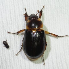 Ancognatha manca