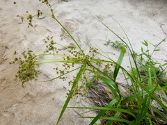 Scirpus expansus