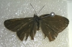 Hermeuptychia intricata