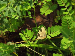 Hermeuptychia intricata