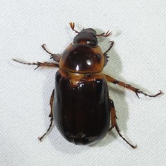 Ancognatha manca