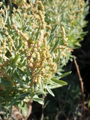Atriplex paludosa