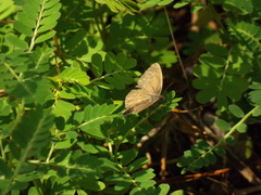 Hermeuptychia intricata