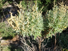 Atriplex paludosa
