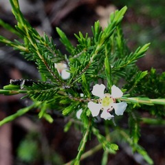 Harmogia densifolia