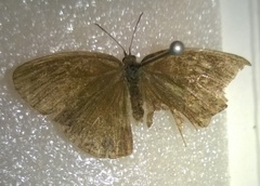 Hermeuptychia intricata