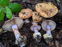 Cortinarius lilaciotinctus