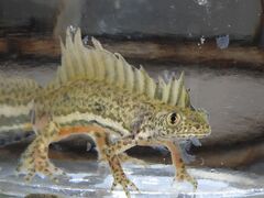Banded Newt photo 3