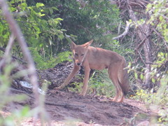 Canis latrans