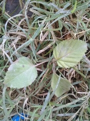 Angiospermae