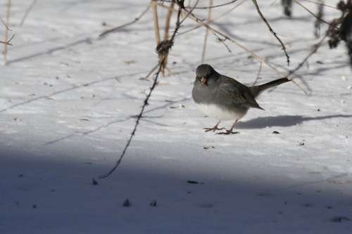 Dark-eyed Junco