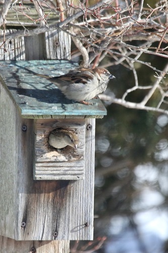 House Sparrow