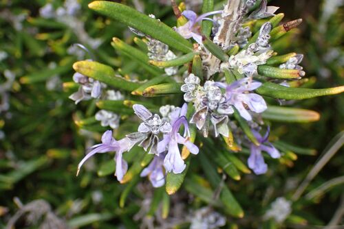 Avistamiento Salvia rosmarinus