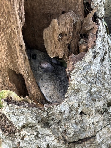 Dusky-footed Woodrat