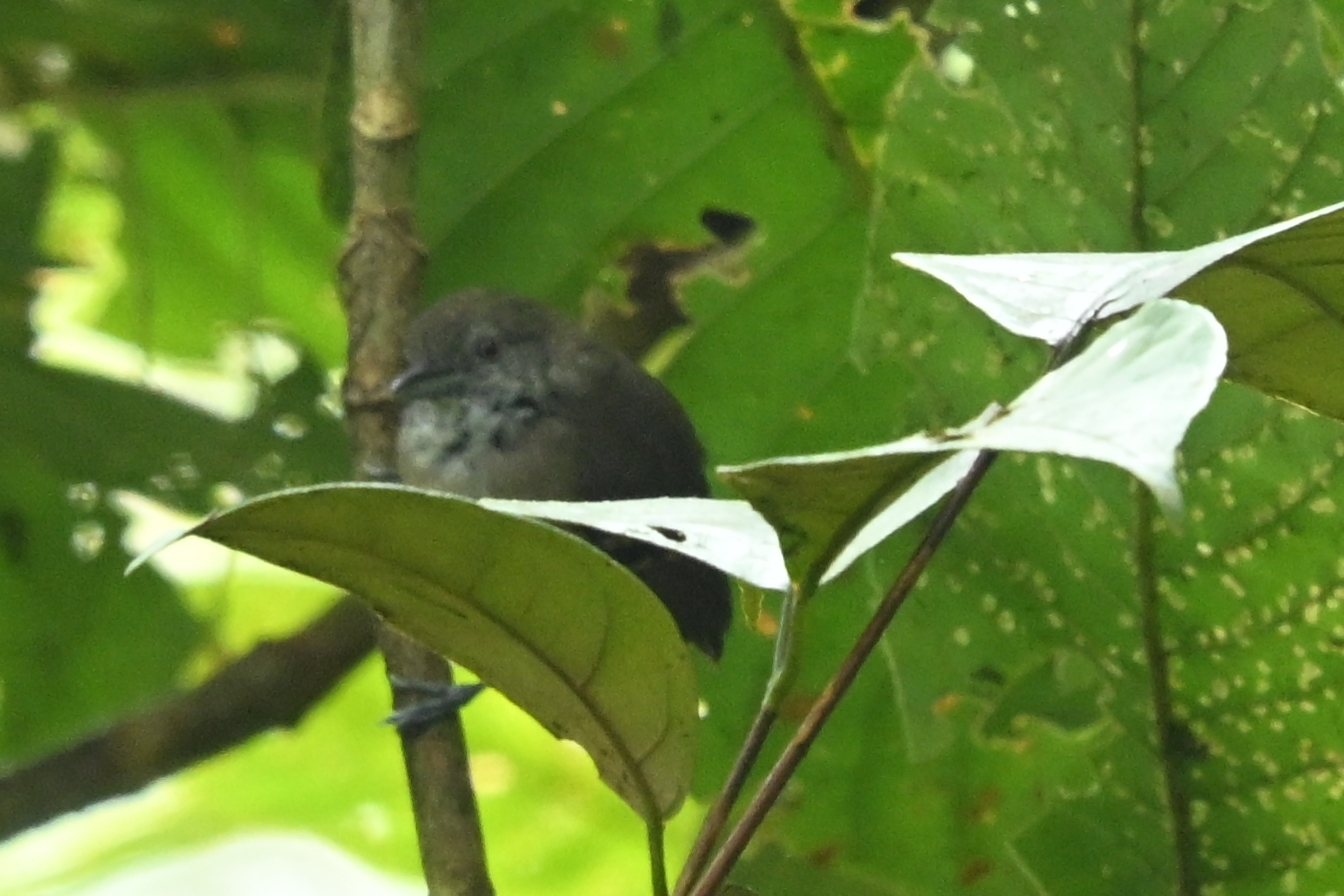 Checker-throated Stipplethroat (Epinecrophylla fulviventris), photo 4