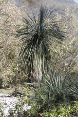 Yucca linearifolia