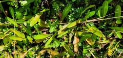 Taraxacum zealandicum