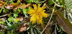 Taraxacum zealandicum
