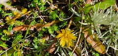 Taraxacum zealandicum