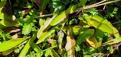 Taraxacum zealandicum