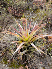 Tillandsia lajensis