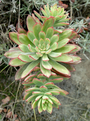 Echeveria quitensis