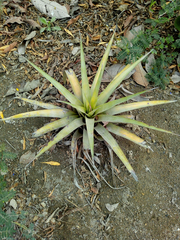 Tillandsia secunda