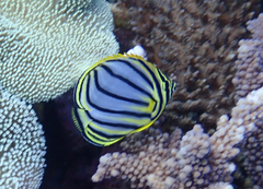 Chaetodon meyeri