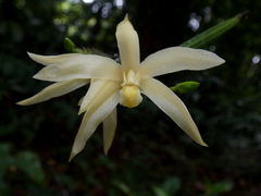 Bromheadia borneensis