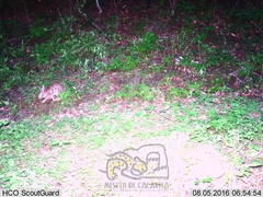 Sylvilagus cunicularius insolitus