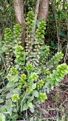 Dasyphyllum popayanense