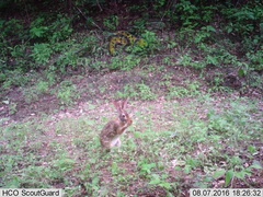 Sylvilagus cunicularius insolitus