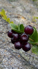 Macleania cordifolia
