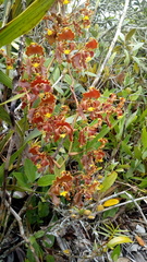 Cyrtochilum serratum