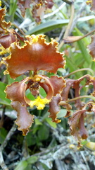 Cyrtochilum serratum