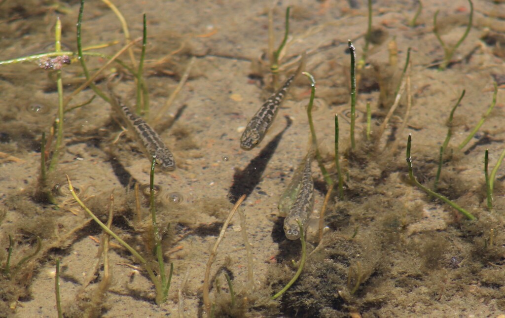 Agassiz's orestias (Orestias agassizii) — Cyprinodontidae