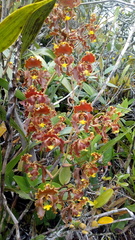 Cyrtochilum serratum
