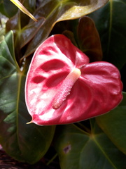 Anthurium andraeanum