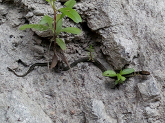 Erythrolamprus epinephalus
