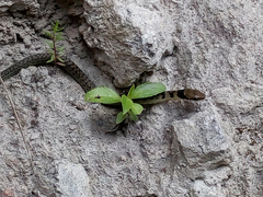 Erythrolamprus epinephalus