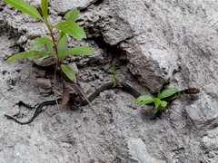 Erythrolamprus epinephalus