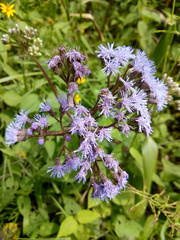 Aristeguietia lamiifolia