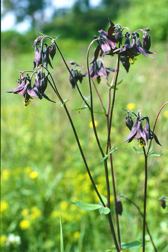Dark Columbine (Aquilegia atrata)