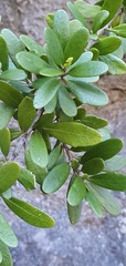 Melicytus improcerus