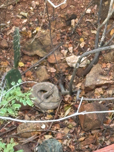 Aruba Island Rattlesnake